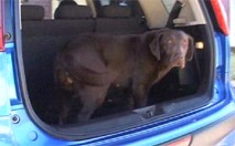 Un permis pour conduire les chiens en Autriche !