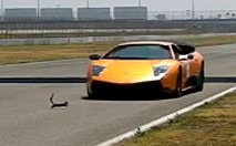 Insolite : belle frayeur pour cet écureuil !