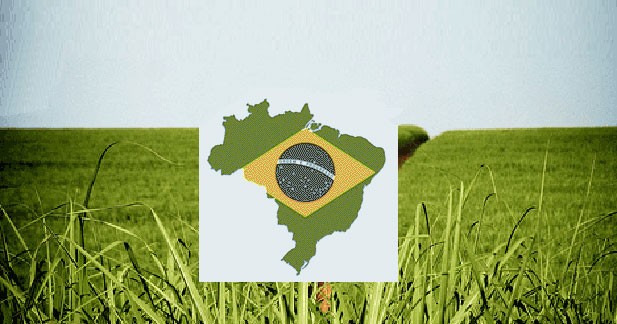 L'éthanol supplante l'essence au Brésil