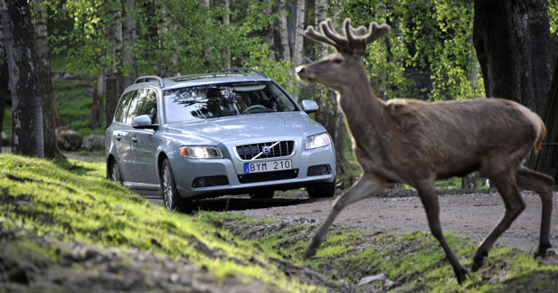 Volvo aide à éviter les collisions avec le gibier