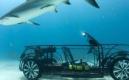 Insolite : une VW Coccinelle Cabriolet convertie en cage anti-requin
