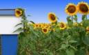 PSA finance un cursus sur les biocarburants