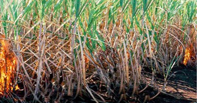 Biocarburants : pas si inoffensifs ?