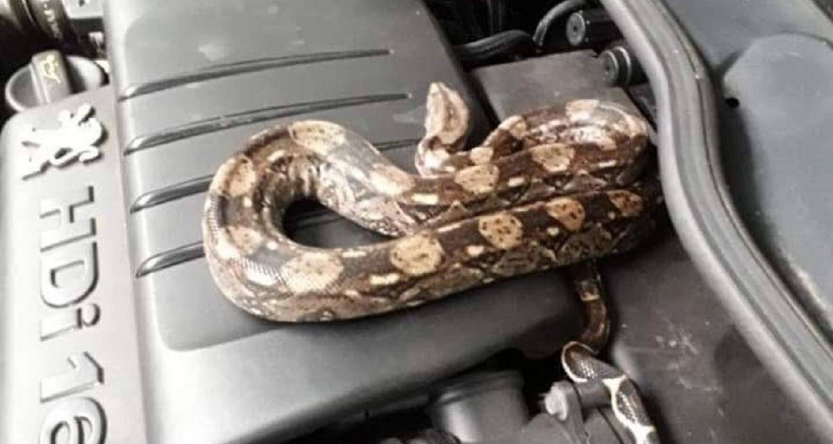 Un boa constrictor retrouvé dans le moteur d'une voiture à Metz