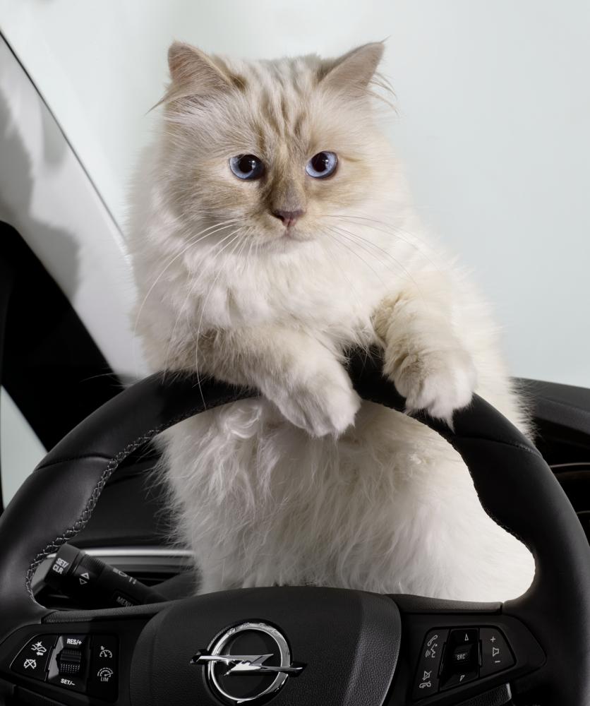  - L'Opel Corsa fait ronronner Choupette, le chat de Karl Lagerfeld