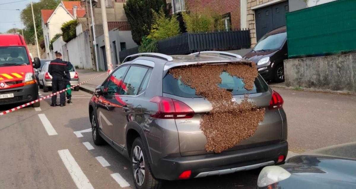 En retournant à sa voiture, il découvre un essaim d'abeilles installé sur le coffre !