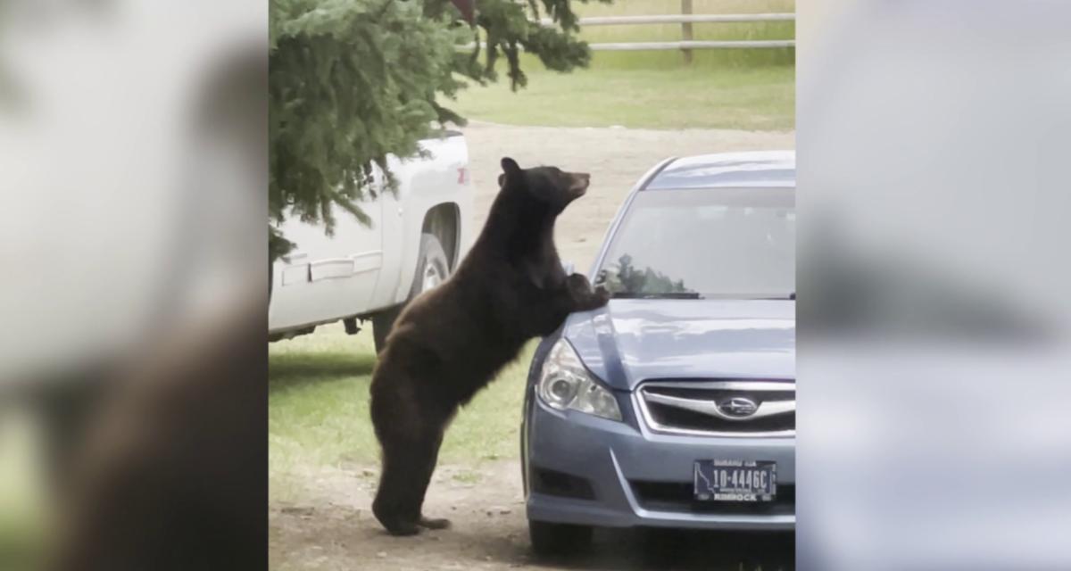 Un ours pénètre dans sa voiture et y passe la nuit, bloqué !