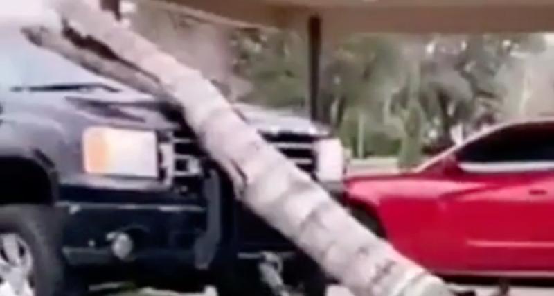 VIDEO - Il veut arracher un arbre avec son pick-up, celui-ci finit sur le capot