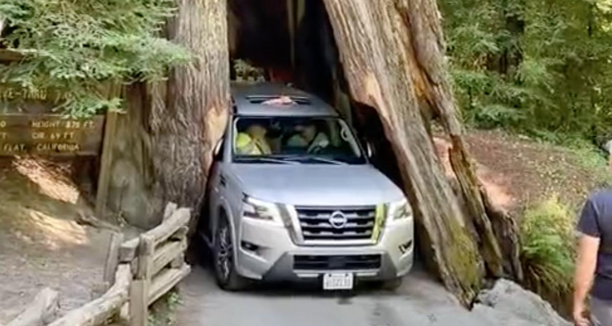 Ce conducteur ne respecte rien, il abîme un arbre de 2500 ans avec son énorme SUV