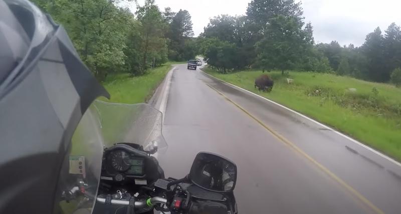  - VIDEO - Sacrée rencontre pour ce motard qui croise sur son chemin … un bison !