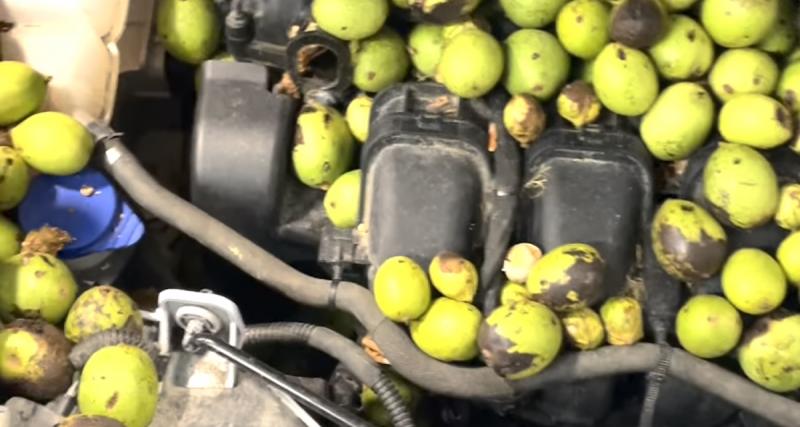 - VIDEO - Il découvre un énorme stock de noix dans le compartiment moteur de sa voiture