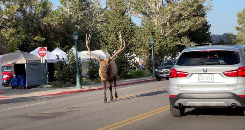  - VIDEO - Un cerf qui se balade tranquillement sur la route, ça n’arrive que dans le Colorado