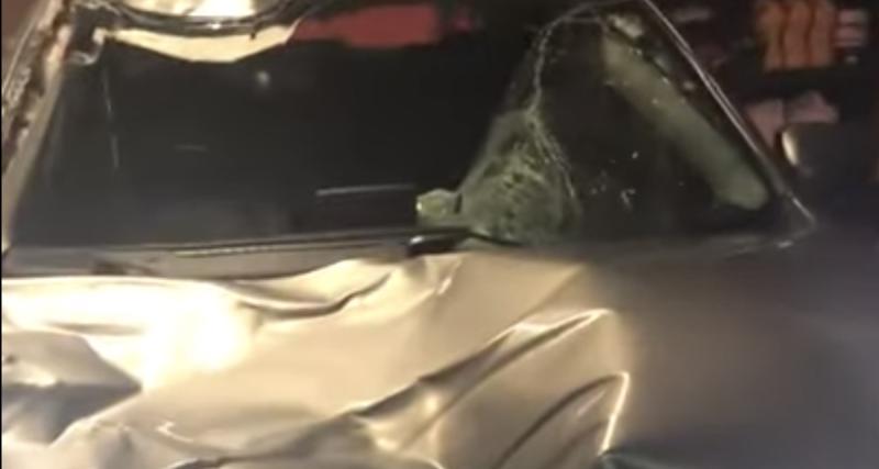  - VIDEO - Voilà les dégâts que peut causer un élan sur une voiture