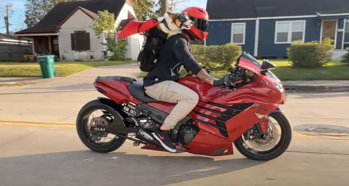 VIDEO - Ce petit chien vit sa meilleure vie à moto