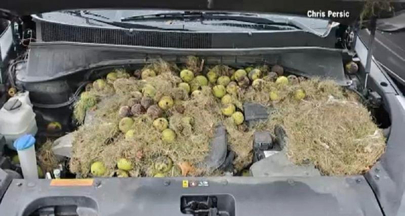  - Insolite : une automobiliste découvre une réserve de 200 noix d'écureuils sous son capot 