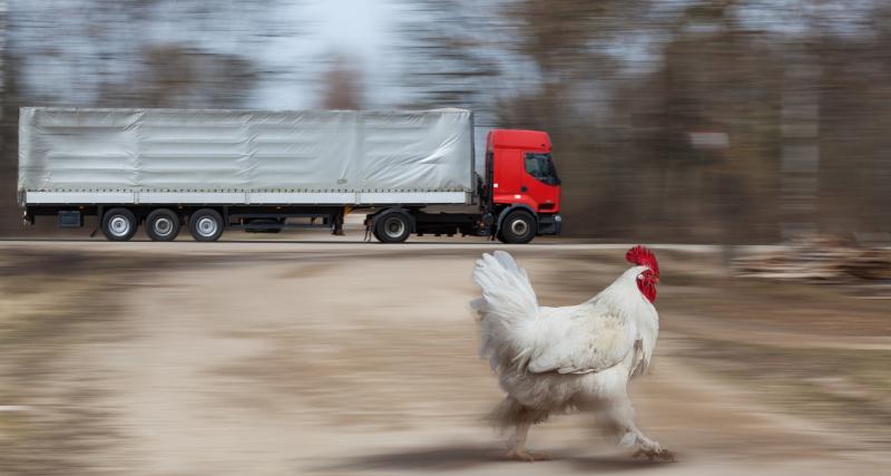  - Des poulets sur l'autoroute A29 créent des kilomètres de bouchons !