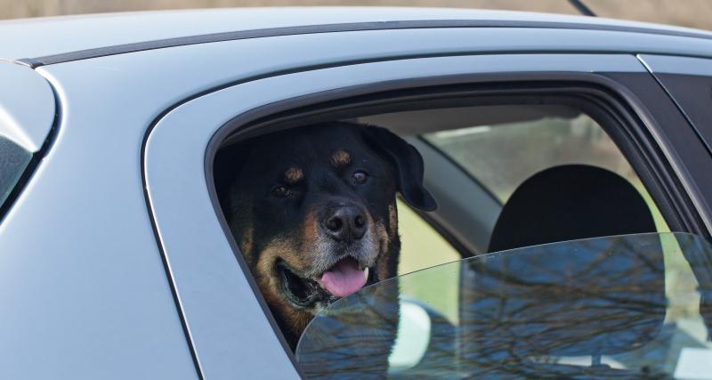 Fous du volant : par manque de place, il envoie son chien sur le toit de sa voiture - Photo d'illustration