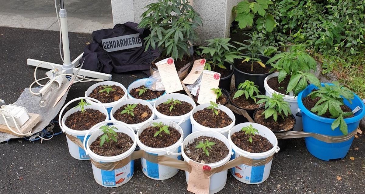 Positif au cannabis sur une départementale, la police découvre 18 plants de culture à son domicile