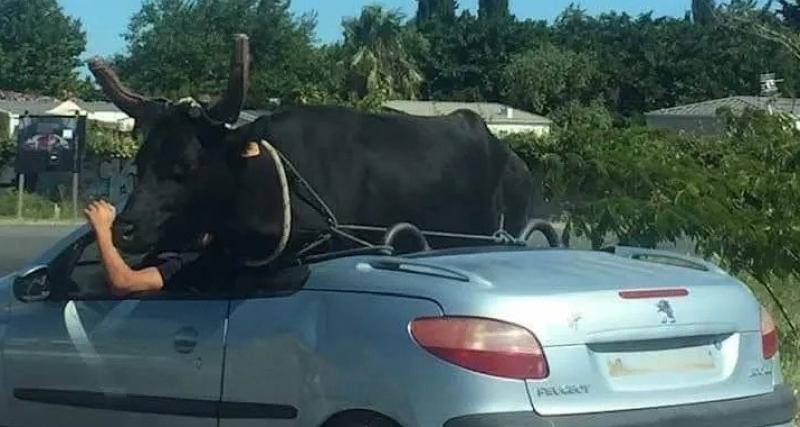 - Une vache se balade à bord d’une voiture décapotable (vidéo)