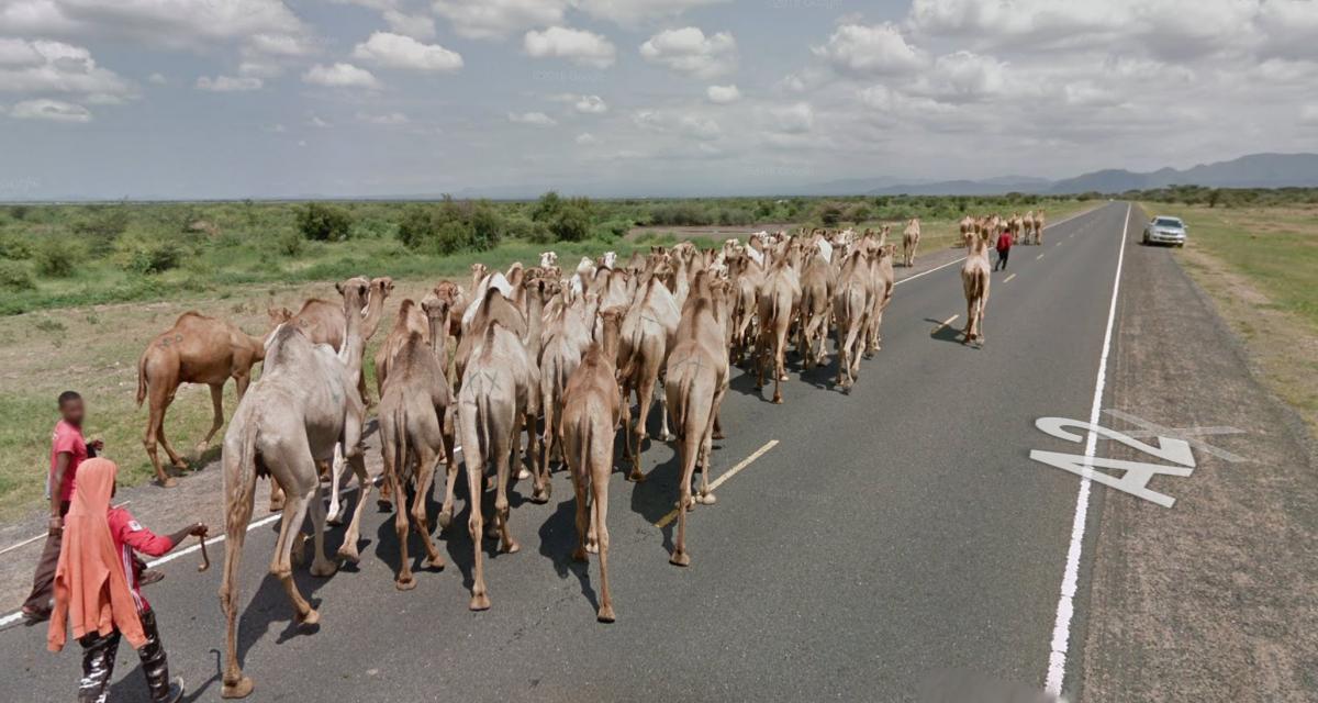 Un véhicule Google Maps freiné par un troupeau de dromadaires