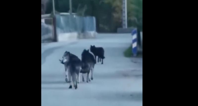  - Ils tombent nez à nez avec des loups au beau milieu de la route dans les Alpes-Maritimes (vidéo)