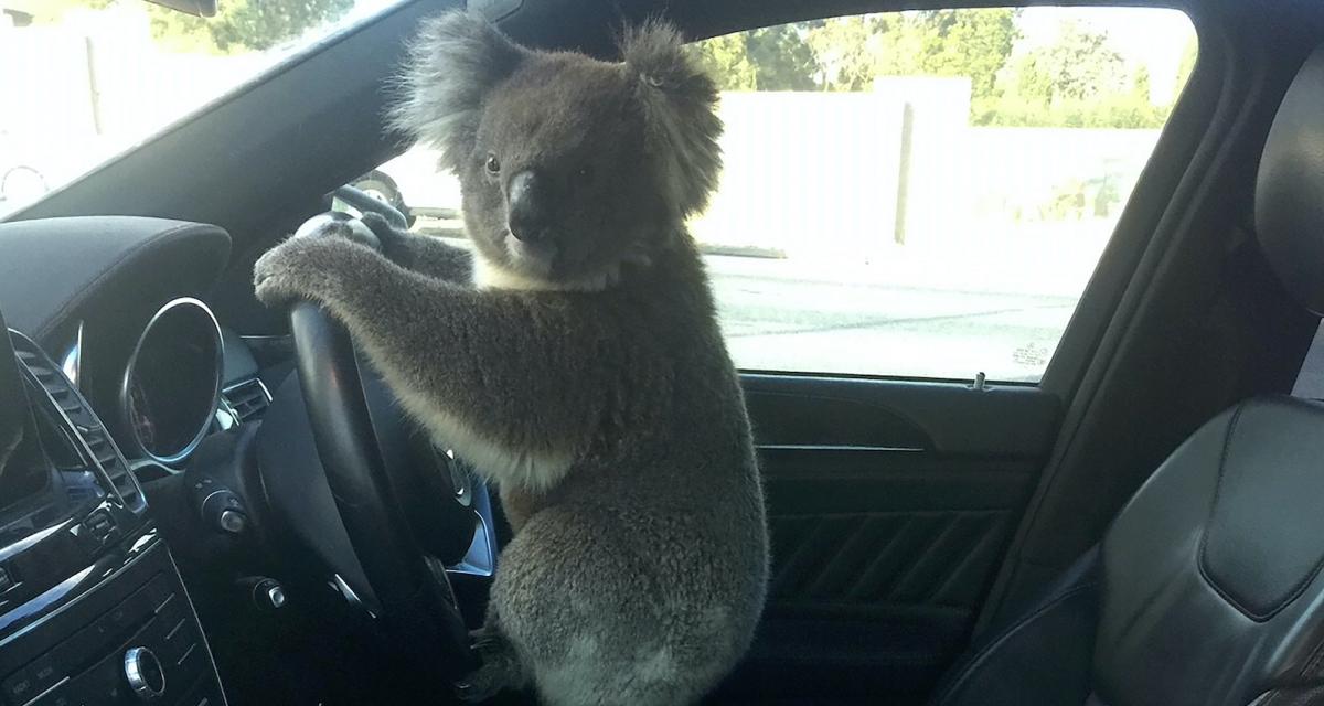 Un koala à l'origine d'un accident entre 5 voitures avant d'être finalement ramené par des sauveteurs