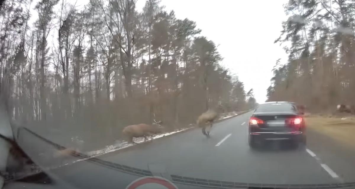 VIDEO - Quand un troupeau de cerfs déboule en plein milieu de la route, ça peut faire des dégâts