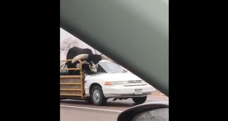  - VIDEO - Il n’y a qu’au Texas que vous verrez du bétail transporté dans une voiture