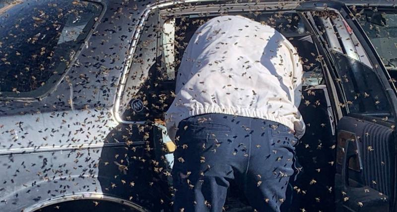  - Un nid de 15.000 abeilles s’installe dans sa voiture pendant qu’il fait les courses