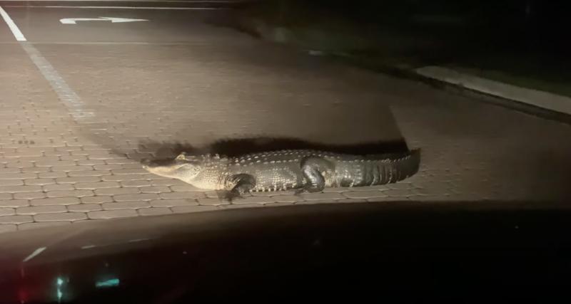  - VIDEO - Faire bouger un alligator qui vous bloque la route, bienvenue en Floride