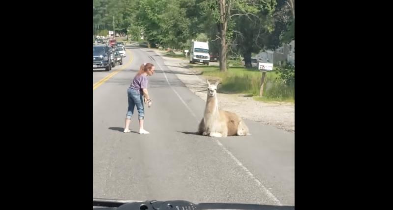  - VIDEO - Quand la route est bloquée par … un lama !