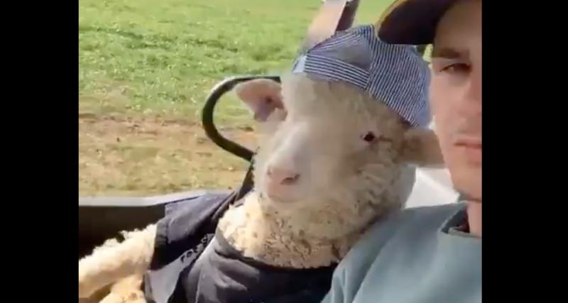  - La pépite du jour : posé avec son mouton il lui laisse même conduire son buggy