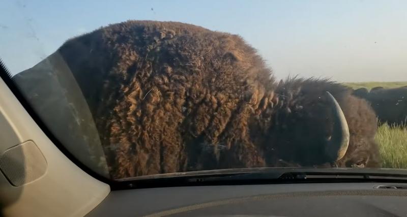  - VIDEO - Un car-wash offert par un bison, il n’y a que dans le Colorado que l’on voit ça